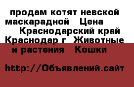 продам котят невской маскарадной › Цена ­ 1 000 - Краснодарский край, Краснодар г. Животные и растения » Кошки   